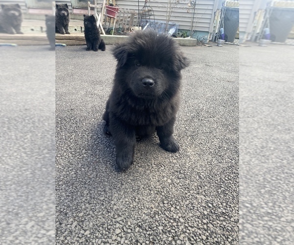 Medium Photo #8 Chow Chow Puppy For Sale in ELGIN, IL, USA