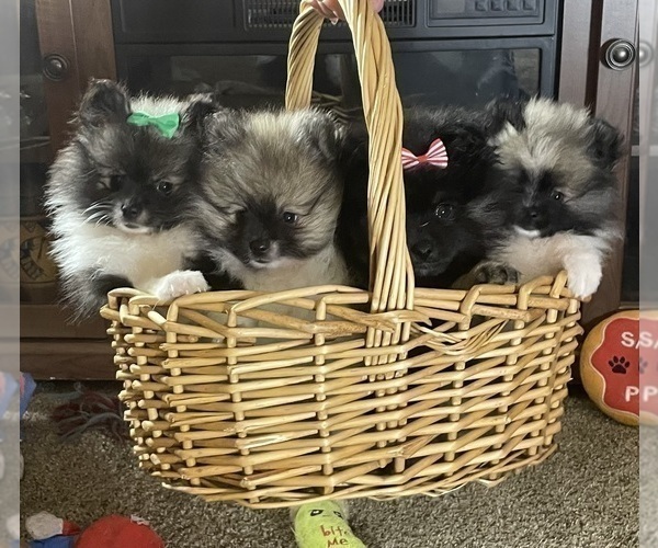 Medium Photo #1 Pomeranian Puppy For Sale in HARRISVILLE, MI, USA