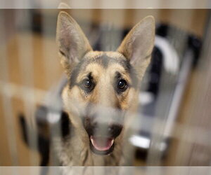 German Shepherd Dog Dogs for adoption in Martinez, CA, USA