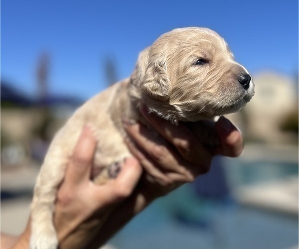 Medium Photo #4 Goldendoodle Puppy For Sale in PHOENIX, AZ, USA