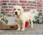 Small #4 Labrador Retriever