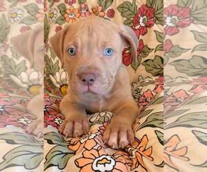 Muscle Mastiff Dogs for adoption in Pompano Beach , FL, USA