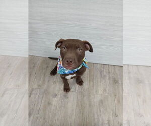 Mutt Dogs for adoption in Murfreesboro, NC, USA