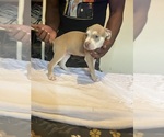 Small #1 American Bully