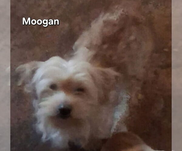 Medium Photo #1 Mutt Puppy For Sale in Ellijay, GA, USA