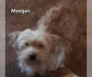 Mutt Dogs for adoption in Ellijay, GA, USA