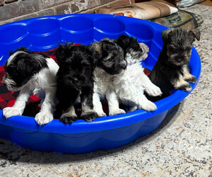 Schnauzer (Miniature) Litter for sale in MOUNTAIN HOME, AR, USA