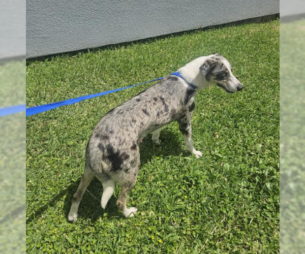 Medium Photo #3 Mutt Puppy For Sale in Cranston, RI, USA