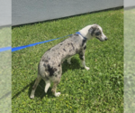 Small #2 Mutt