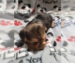 Small Photo #10 Yorkshire Terrier Puppy For Sale in AKRON, OH, USA