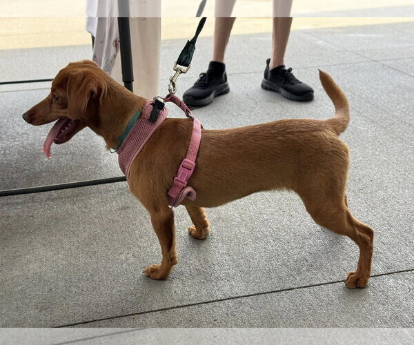 Medium Photo #3 Dachshund-Unknown Mix Puppy For Sale in White Bluff, TN, USA