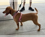Small #2 Dachshund Mix