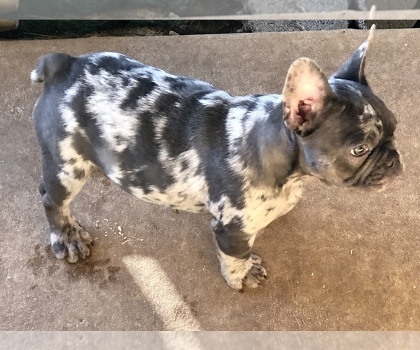 Medium Photo #38 French Bulldog Puppy For Sale in BUCKS BAR, CA, USA