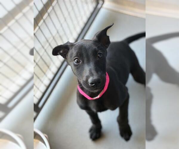 Medium Photo #1 Labrador Retriever-Unknown Mix Puppy For Sale in Visalia, CA, USA