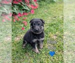 Image preview for Ad Listing. Nickname: Litter of 6