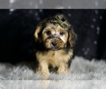 Small #3 YorkiePoo