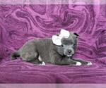 Small Photo #4 Chiranian Puppy For Sale in NEW FREEDOM, PA, USA