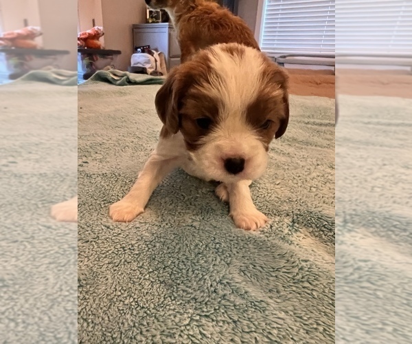 Medium Photo #1 Cavalier King Charles Spaniel Puppy For Sale in ALSEA, OR, USA