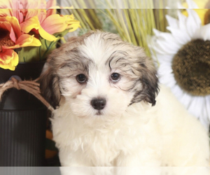 Zuchon Puppy for sale in MOUNT VERNON, OH, USA