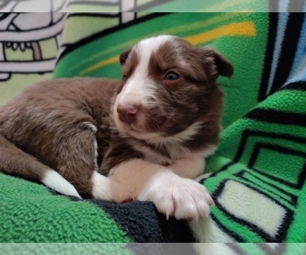 Medium Photo #3 Border Collie Puppy For Sale in NORBORNE, MO, USA