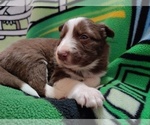Small Photo #255 Border Collie Puppy For Sale in NORBORNE, MO, USA