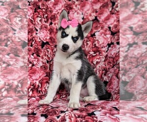 Siberian Husky Puppy for sale in EPHRATA, PA, USA