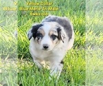 Small Photo #3 Border Collie Puppy For Sale in ELMENDORF, TX, USA