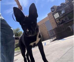 Shepradors Dogs for adoption in Orange, CA, USA