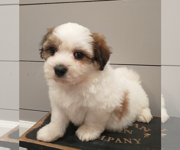 Medium Photo #1 Zuchon Puppy For Sale in NEW YORK MILLS, MN, USA