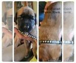 Small Photo #2 Mastiff Puppy For Sale in DELAVAN, WI, USA