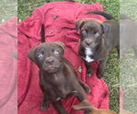 Small Labrador Retriever Mix