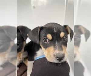 Mutt Dogs for adoption in Houston, TX, USA