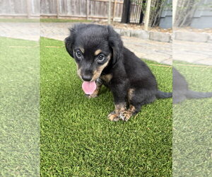 Tiffany - Female Dachshund-Unknown Mix Dog for Adoption - Photo #2