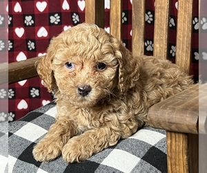 Poodle (Miniature) Puppy for sale in DUNDEE, OH, USA