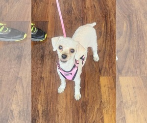Poodle (Miniature) Dogs for adoption in Seaford, DE, USA