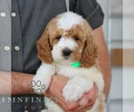 Small #2 Goldendoodle