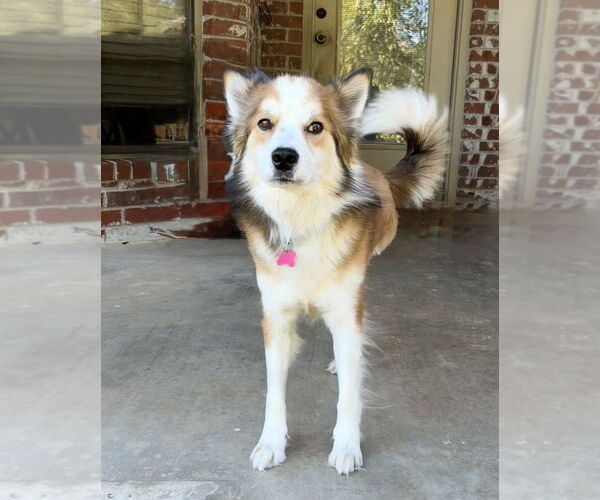 Medium Photo #2 Australian Shepherd-Unknown Mix Puppy For Sale in Boston, MA, USA