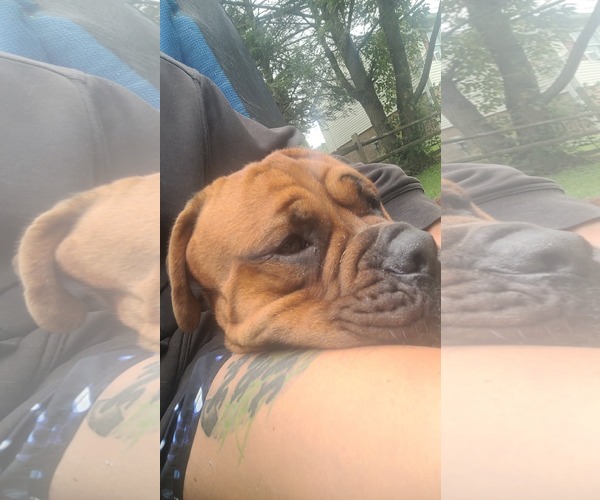 Medium Photo #2 Mastiff-Unknown Mix Puppy For Sale in Uwchlan, PA, USA