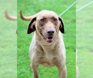 Chesapeake Bay Retriever-Chocolate Labrador retriever Mix Dogs for adoption in Thief River Falls, MN, USA