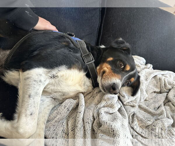 Medium Photo #3 German Shepherd Dog-Great Pyrenees Mix Puppy For Sale in Aurora, CO, USA