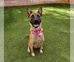 Small #1 German Shepherd Dog Mix
