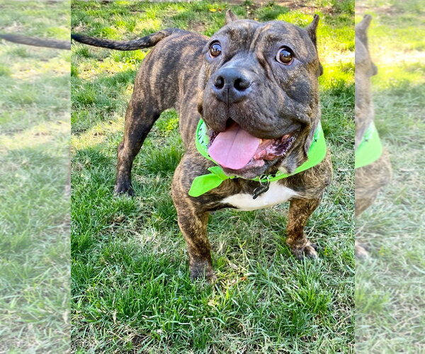 Medium Photo #8 American Staffordshire Terrier-Bulldog Mix Puppy For Sale in Redlands, CA, USA
