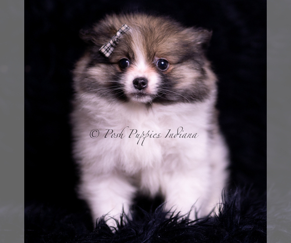 Medium Photo #66 Pomeranian Puppy For Sale in WARSAW, IN, USA