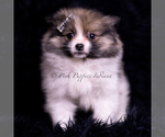 Small Photo #66 Pomeranian Puppy For Sale in WARSAW, IN, USA