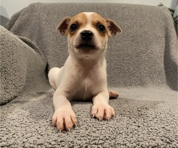 Medium Photo #3 Jack Russell Terrier Puppy For Sale in RICHMOND, MI, USA