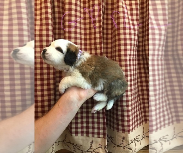 Medium Photo #11 Saint Bernard Puppy For Sale in SPRINGVILLE, CA, USA