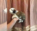Small Photo #11 Saint Bernard Puppy For Sale in SPRINGVILLE, CA, USA