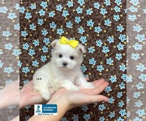 Maltese Puppy for sale in WINNSBORO, LA, USA