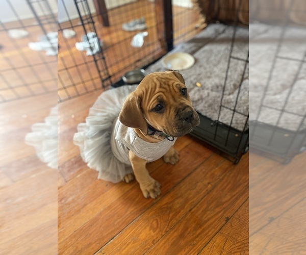 Medium Photo #1 Boerboel Puppy For Sale in LINCOLN, NE, USA