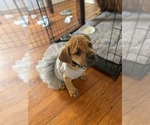 Small Photo #1 Boerboel Puppy For Sale in LINCOLN, NE, USA